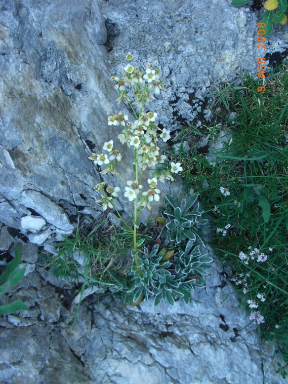 Monte Miletto - Saxifraga paniculata